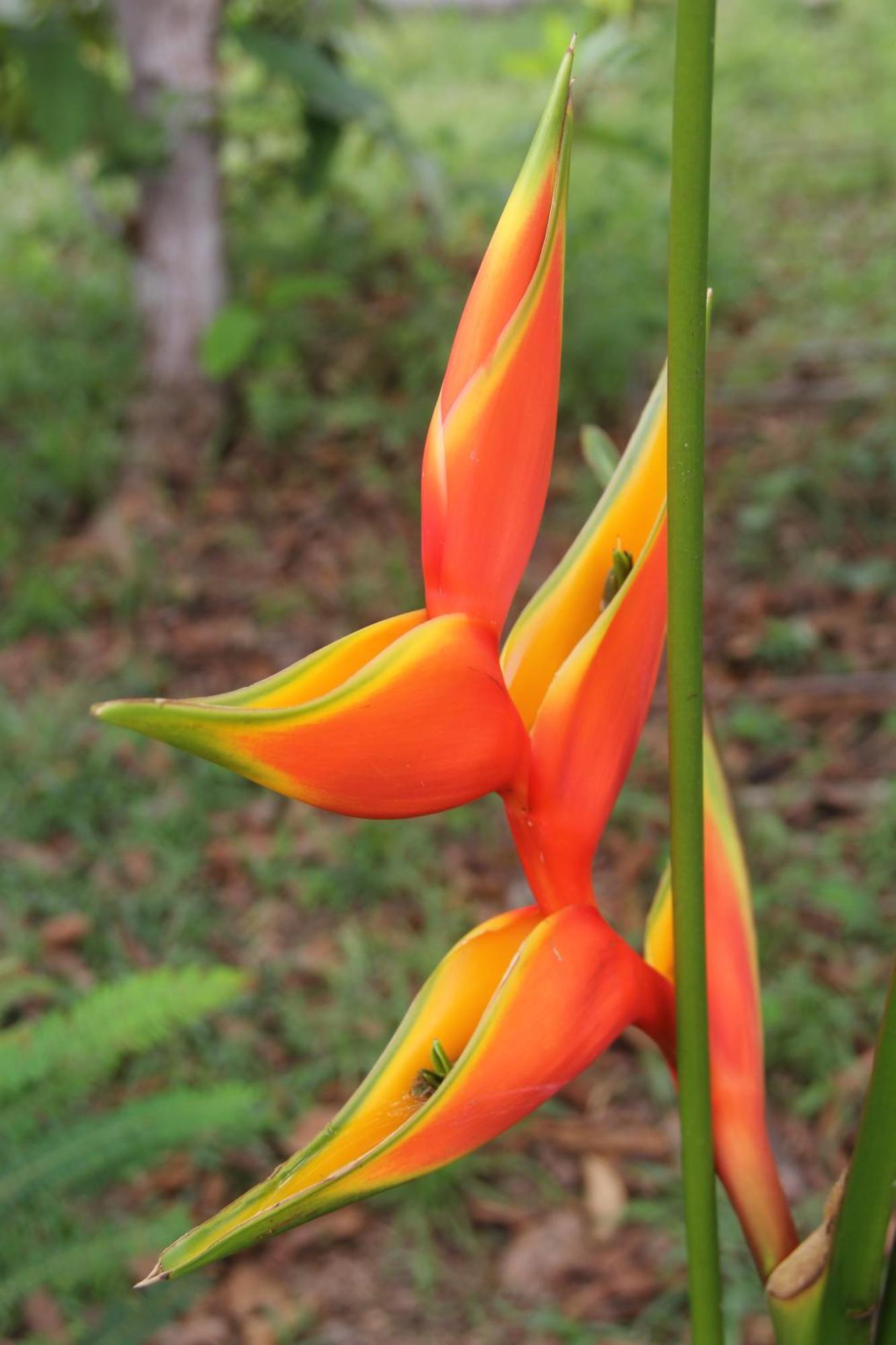 Purachata Ecolodge Iquitos Buitenkant foto